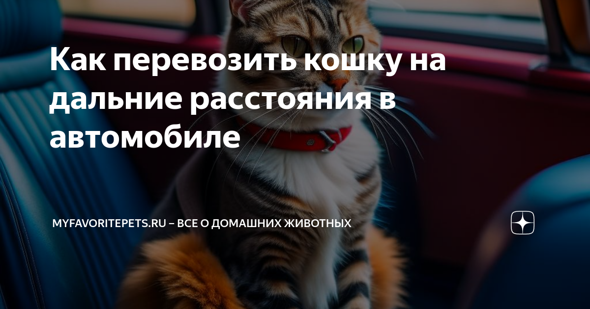 Как перевозить кошку на дальние расстояния в автомобиле | myfavoritepets.ru  – все о домашних животных | Дзен