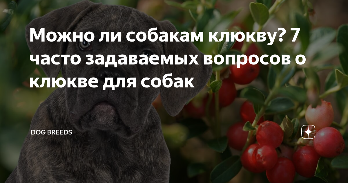 черника в лесу. смешная черника. Bilberry и blueberry разница. кот ест чернику. можно ли голубику при диарее.