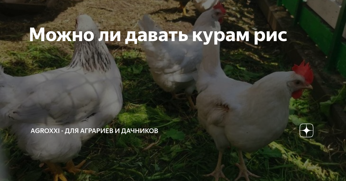 Курицам давать рис
