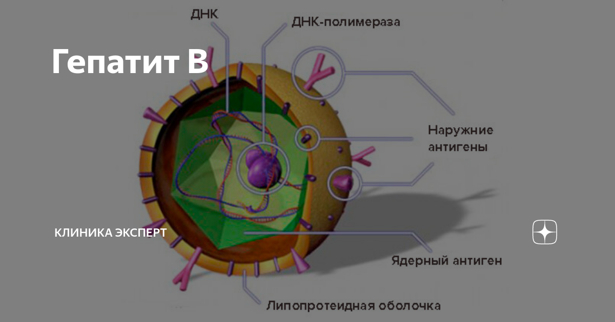 сколько живут с гепатитом б форум