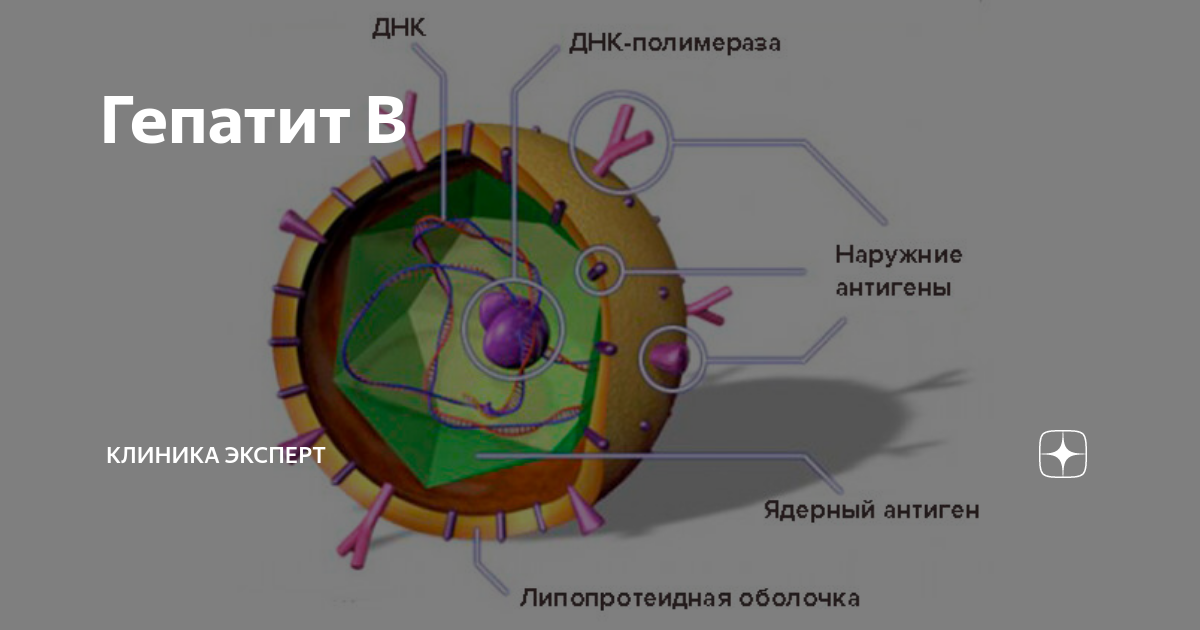 вирус гепатита б строение