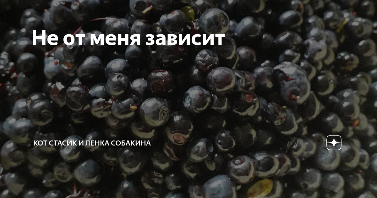 Не от меня зависит | Пенсионерка Собакина и ее кот Стасик. | Дзен