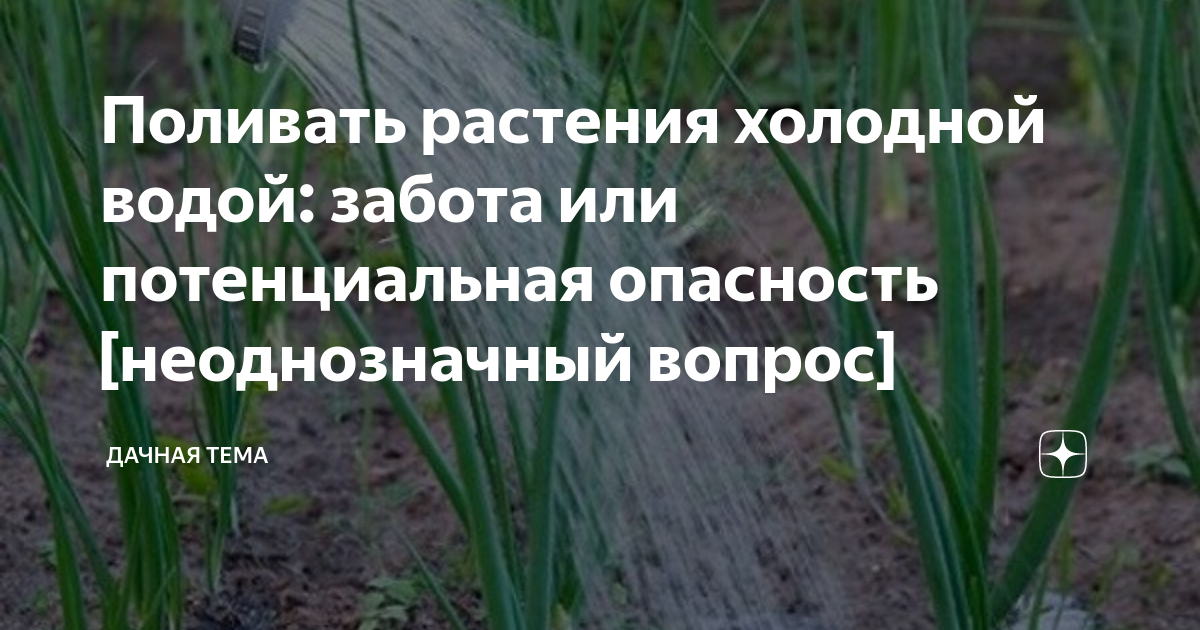 Практическая работа окружающий мир 2 класс комнатные растения. Цветы в холодную воду или теплую. Цветы в холодную воду или теплую. Вода и полив растений. Купание комнатных растений.
