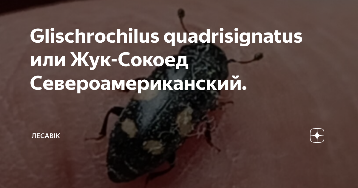 Жас Нина Хартли порно