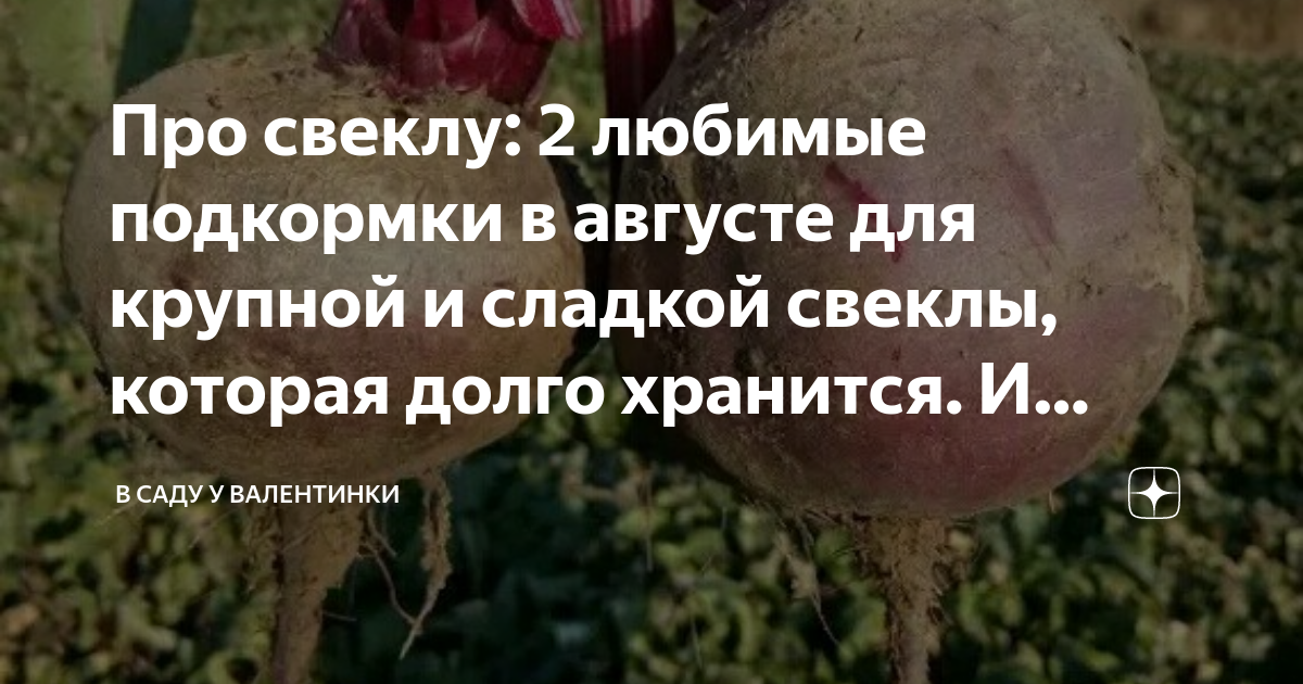 Чем подкормить свеклу в июне для роста. Кто помогает сберечь урожай. Как помогает сберечь урожай. Чем подкормить свеклу в августе для роста корнеплода. Ты меня помогает сберечь урожай.