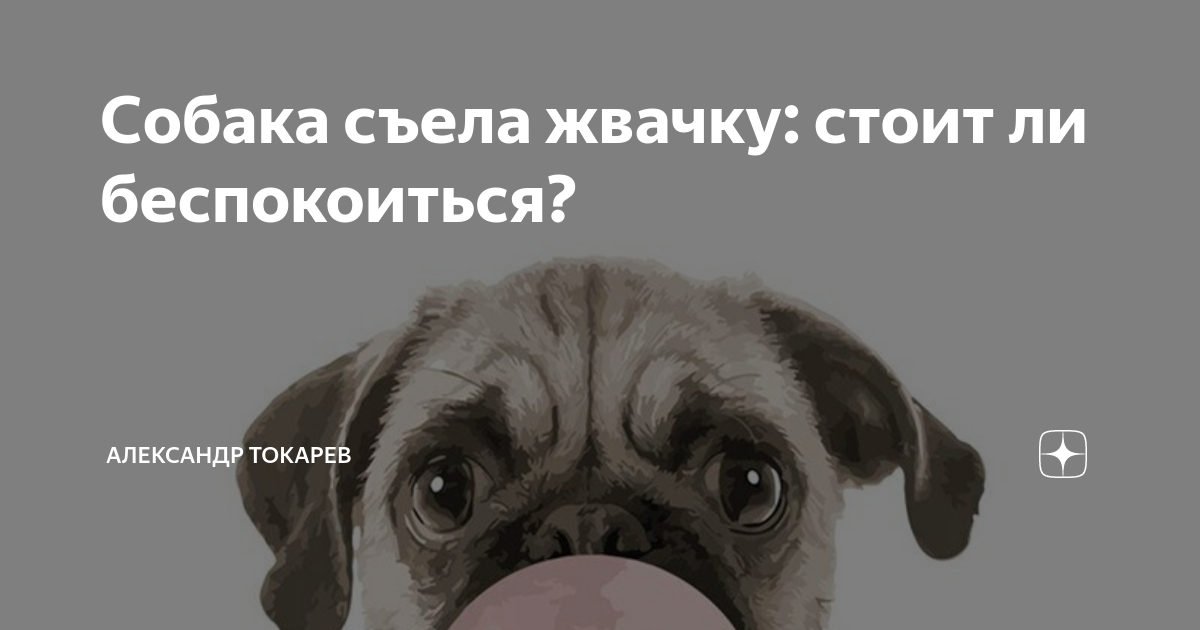 Кот и пес. Йорк в халате. Собака проглотила мячик резиновый. Щенок проглотил пластик. Собака съела жвачку.