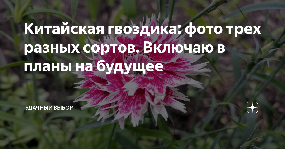 Китайская гвоздика: фото трех разных сортов. Включаю в планы на будущее ...