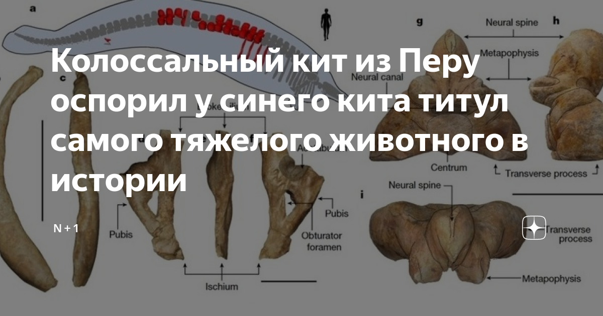 Колоссальный кит из Перу оспорил у синего кита титул самого тяжелого ...