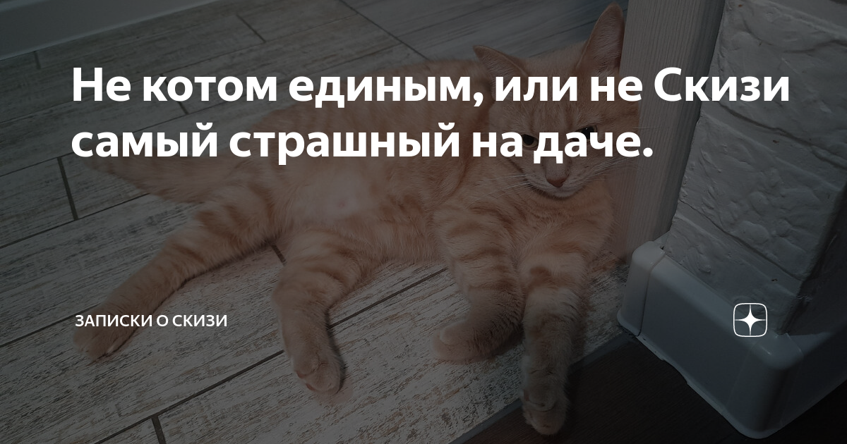 Скизи дзен. Скизи дзен новое. Скизи мазанкин кот. Скизи мазанкин. Скизи мазанкин кот.