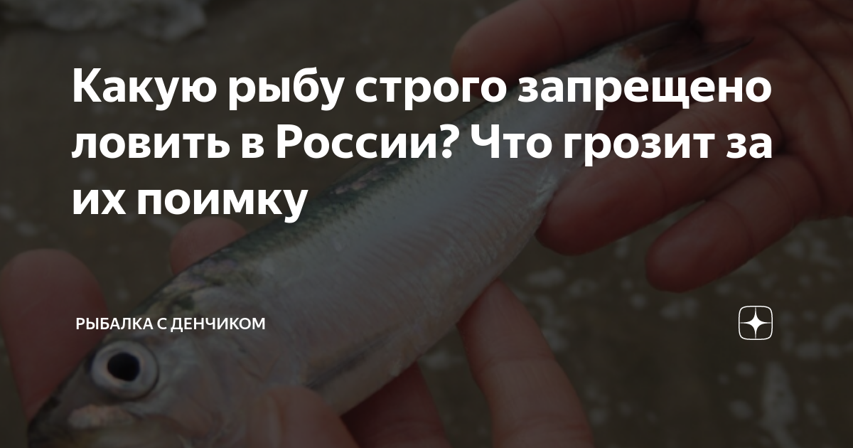 Какую рыбу строго запрещено ловить в России? Что грозит за их поимку ...