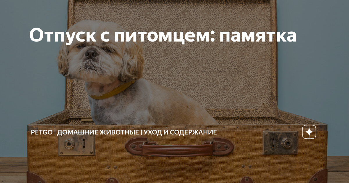 Подготовка питомца к длительному отсутствию владельцев
