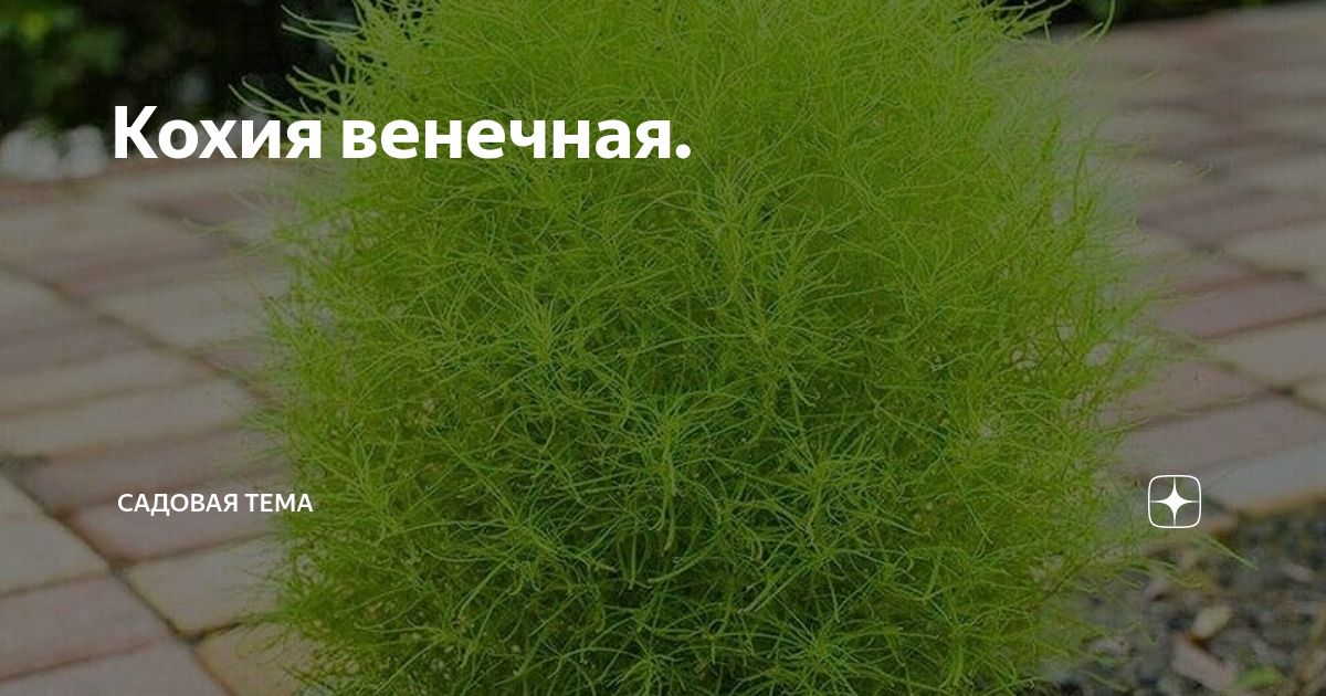 Kochia californica в пустыне