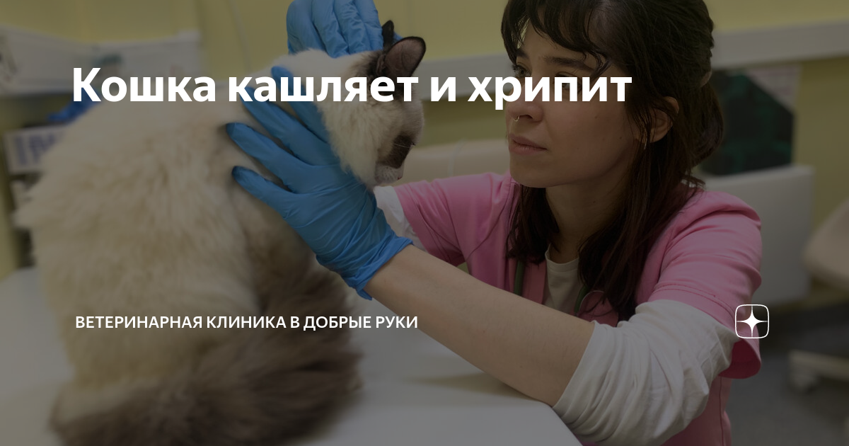 Кошка кашляет и хрипит – причины кашля, и что делать?