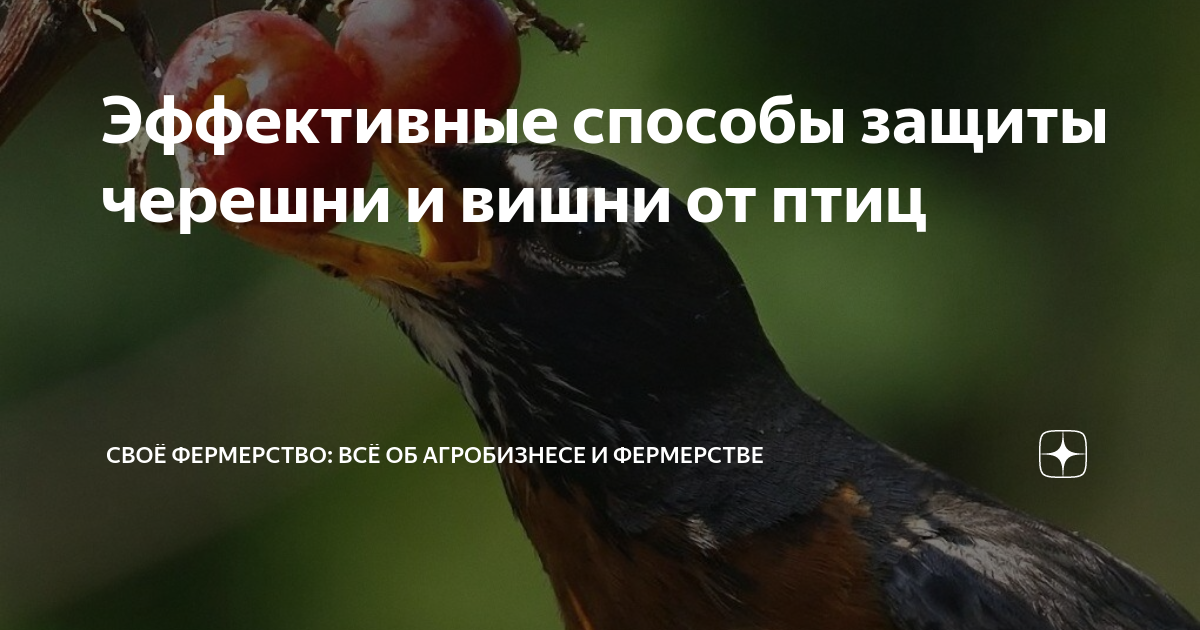 Птицы повреждают деревья