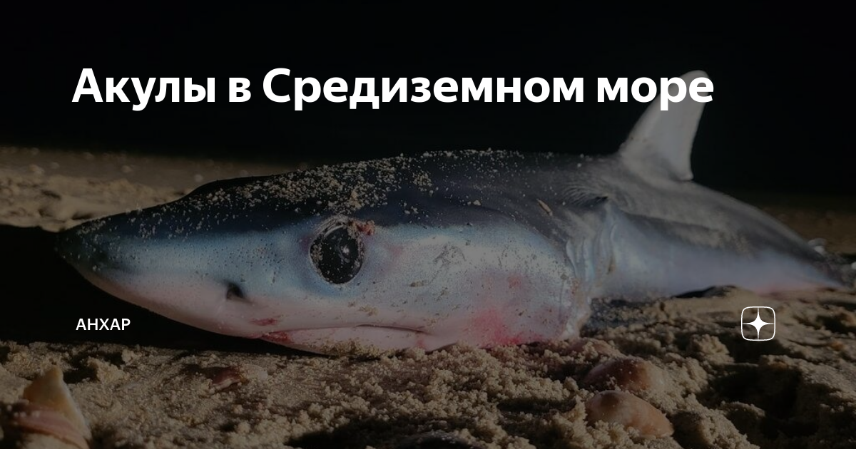 акулы в средиземном море