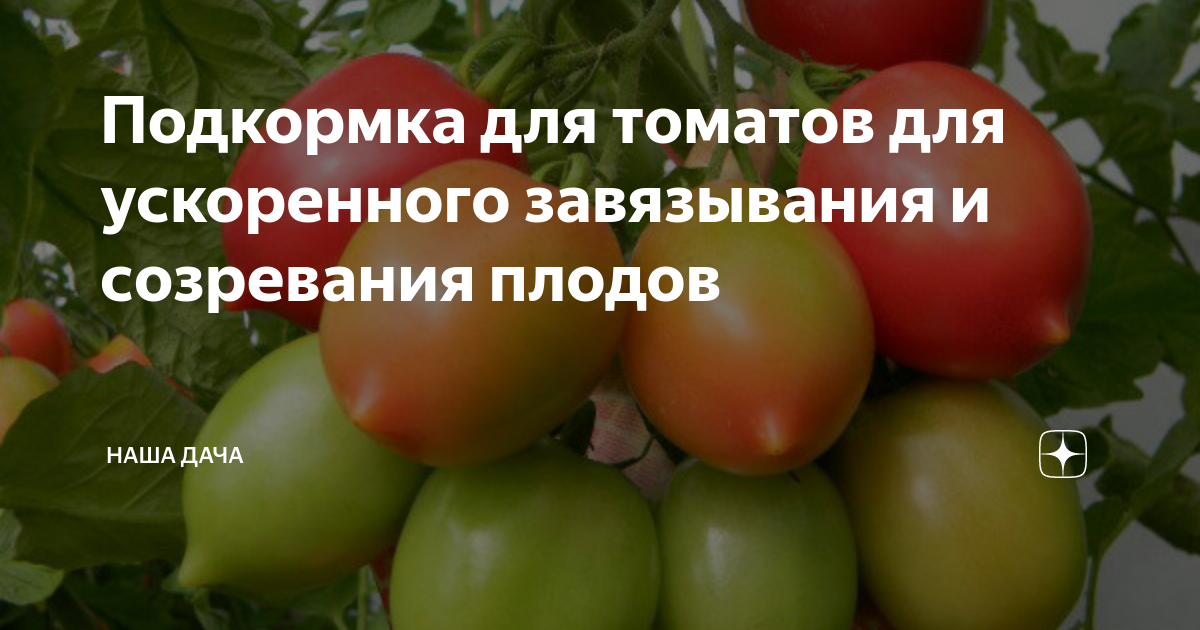 Подкормка для томатов для ускоренного завязывания и созревания плодов ...