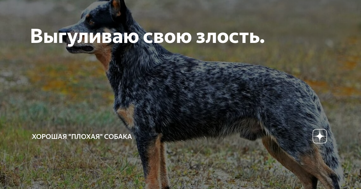Выгуливаю свою злость. | Хорошая "плохая" собака | Дзен