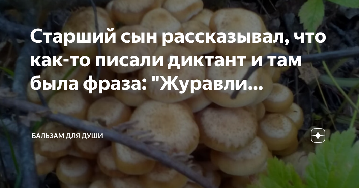 Старший сын рассказывал, что как-то писали диктант и там была фраза ...