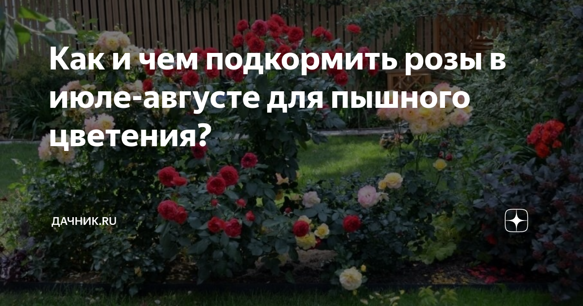 Как и чем подкормить розы в июле-августе для пышного цветения? | Дачник ...