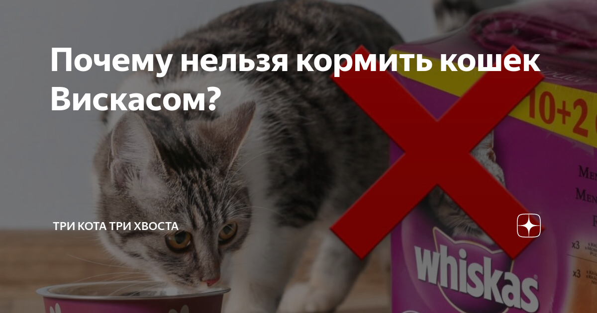 Как правильно кормить кошку влажным кормом?