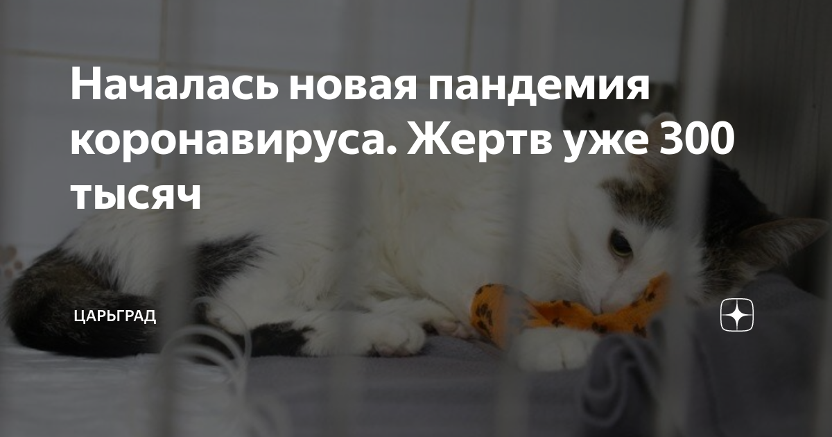 Началась новая пандемия коронавируса. Жертв уже 300 тысяч | Царьград | Дзен