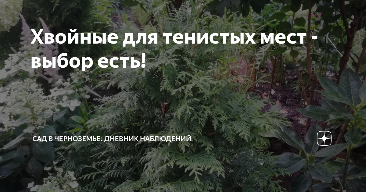 Хвойные для тенистых мест - выбор есть! | Сад в Черноземье | Дзен