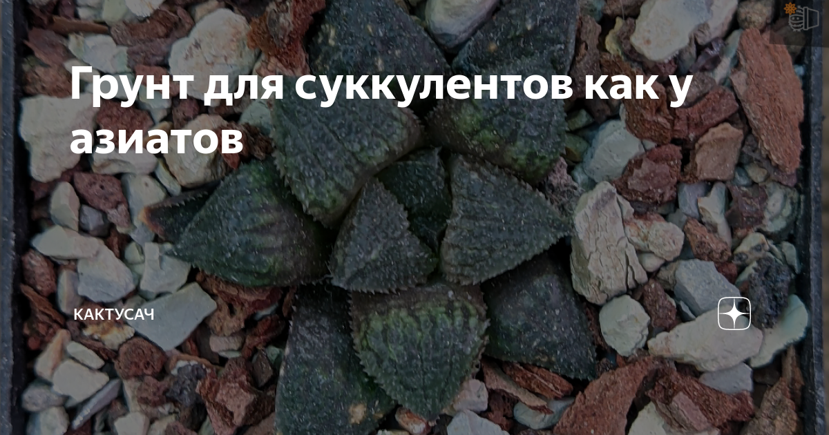 Грунт для суккулентов как у азиатов | Кактусач | Дзен