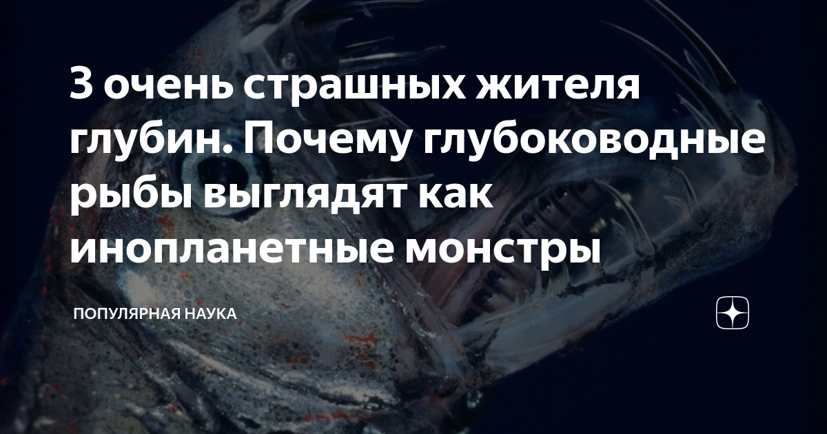 3 очень страшных жителя глубин. Почему глубоководные рыбы выглядят как ...