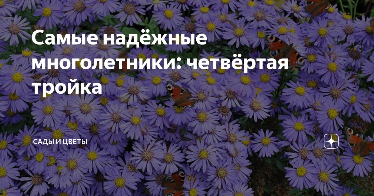 Самые надёжные многолетники: четвёртая тройка | Сады и цветы | Дзен