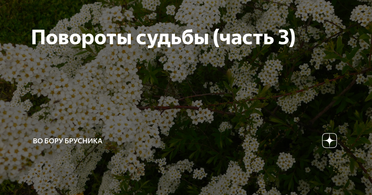 Повороты судьбы (часть 3) | Брусникины рассказы | Дзен