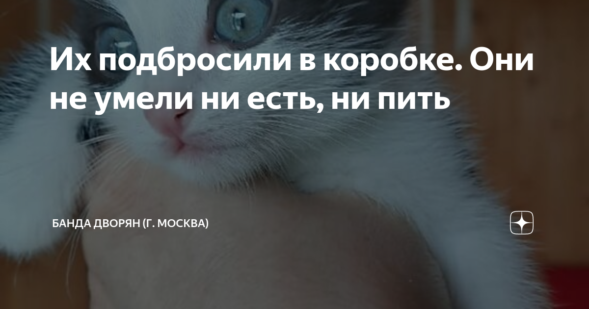 Их подбросили в коробке. Они не умели ни есть, ни пить | Банда Дворян ...