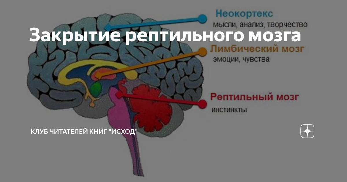 Рептильный мозг. Рептильный мозг и гиппокамп. Рептильная часть мозга. Рептильный мозг человека. Неокортекс это простыми словами