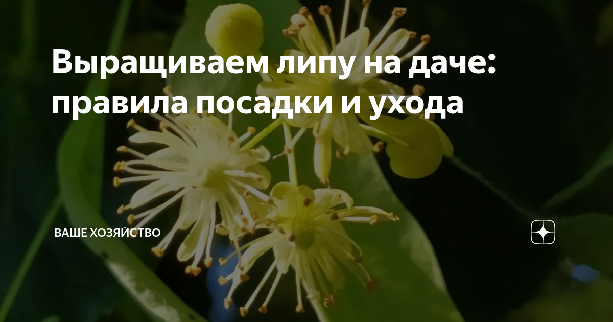 Выращиваем липу на даче: правила посадки и ухода | Ваше хозяйство | Дзен