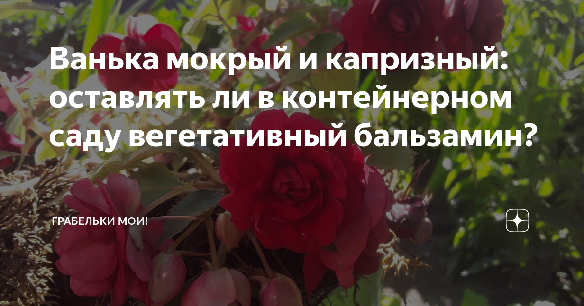 Ванька мокрый и капризный: оставлять ли в контейнерном саду ...