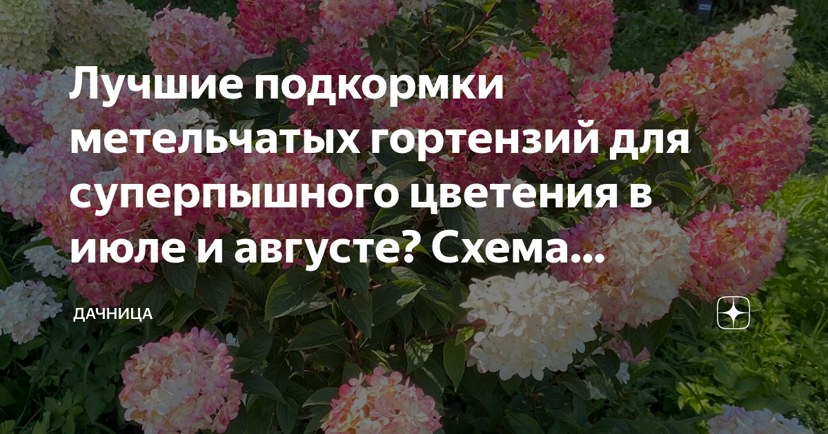 Как удобрять гортензию весной. Схема подкормки гортензий. Удобрение для гортензии метельчатой. График подкормки гортензий. Схема удобрений для метельчатой гортензии.
