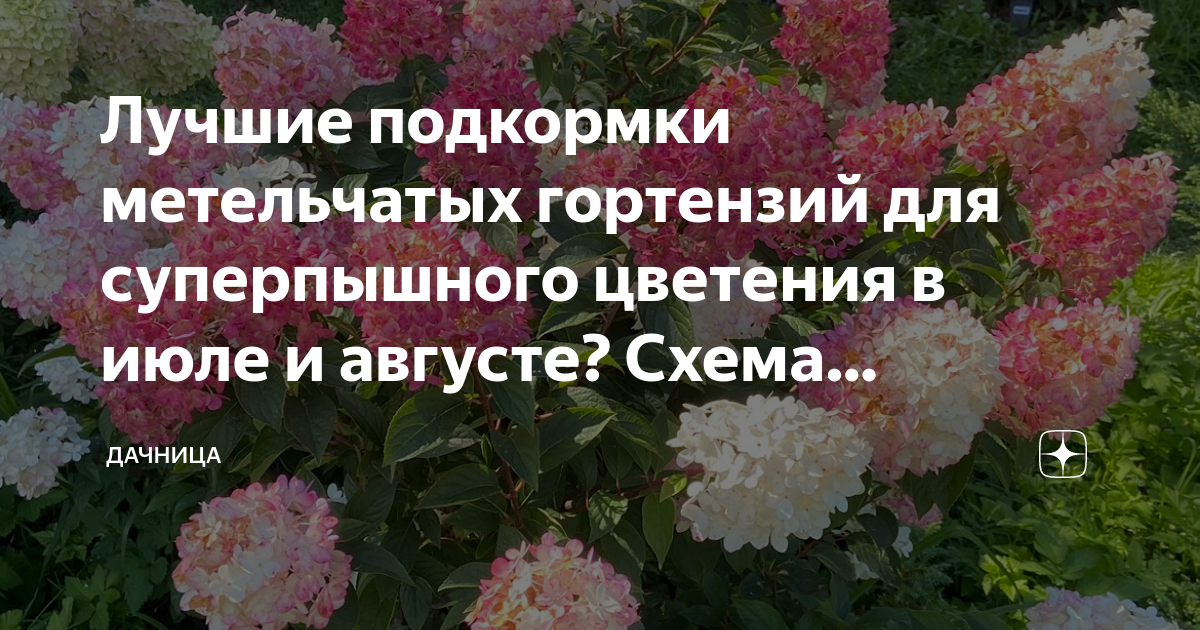 Схема подкормки гортензий. Удобрение для гортензии метельчатой. График подкормки гортензий. Схема удобрений для метельчатой гортензии. Весенняя подкормка гортензии метельчатой