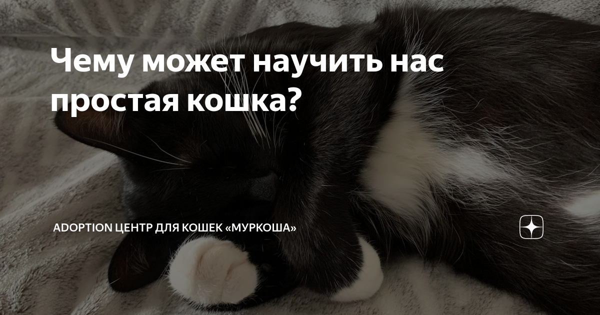 как приучить взрослую кошку