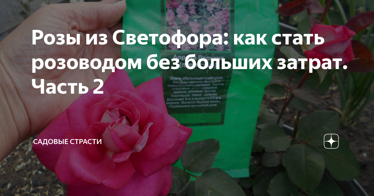 розы посадочный материал. саженцы роз в светофоре 2023. розы из светофора отзывы. сорта роз из светофора. саженцы роз из светофора.