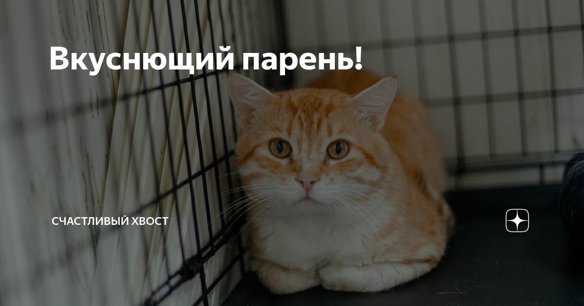 дзен хвостики