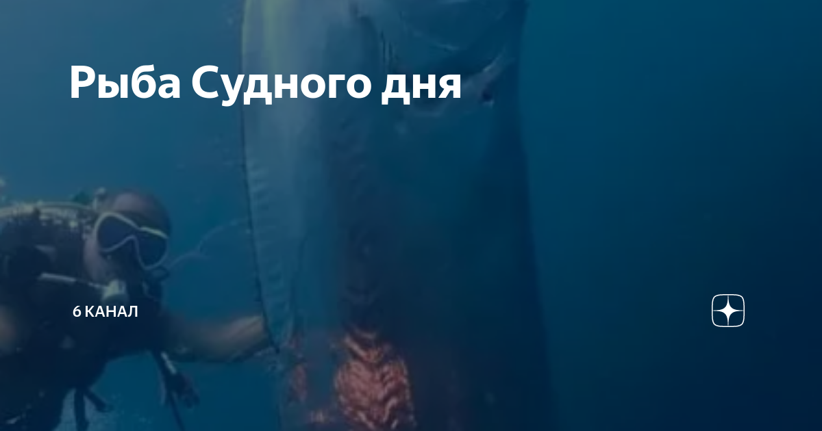 Рыба судного дня почему. Рыба судного дня почему