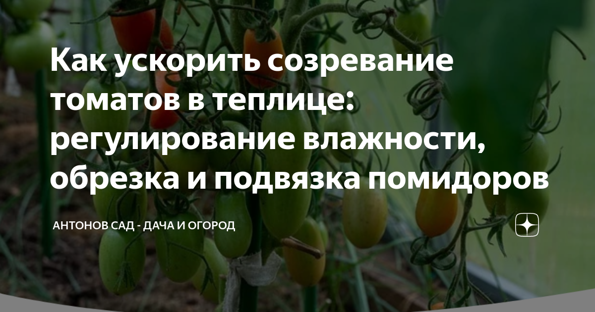 Как ускорить созревание томатов в теплице. Чтобы зрели помидоры быстрее в теплице. как ускорить созревание тыквы в открытом грунте.