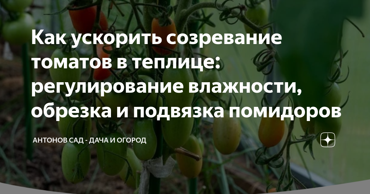 Как ускорить созревание томатов в теплице. Чтобы Зрели помидоры быстрее в теплице. Как ускорить созревание тыквы в открытом грунте.