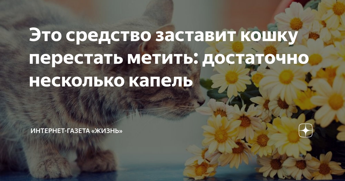 Как избавиться от кошачьей мочи: методы отучить кота гадить