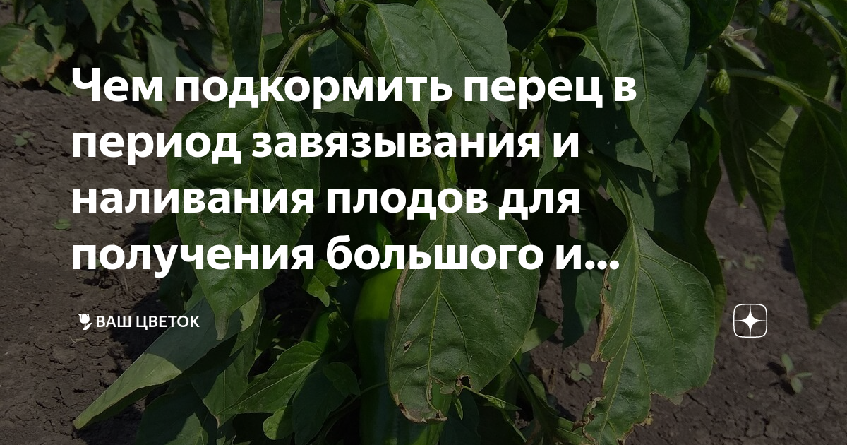 Чем можно подкормить перец. Чем подкормить перец болгарский для роста и развития. Чем подкормить перец чтобы рос плод. Садовый гид чем подкормить перцы