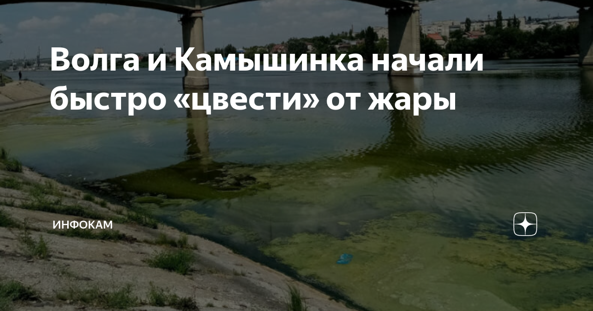 Когда начинает цвести волга