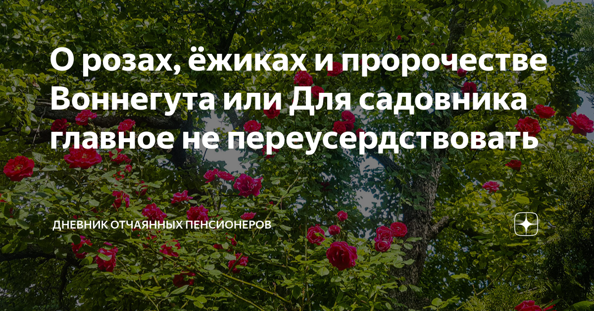 Дневник отчаянных пенсионеров последние публикации на дзен. Дневник отчаянных пенсионеров. Дневник отчаянных пенсионеров последние публикации дзен
