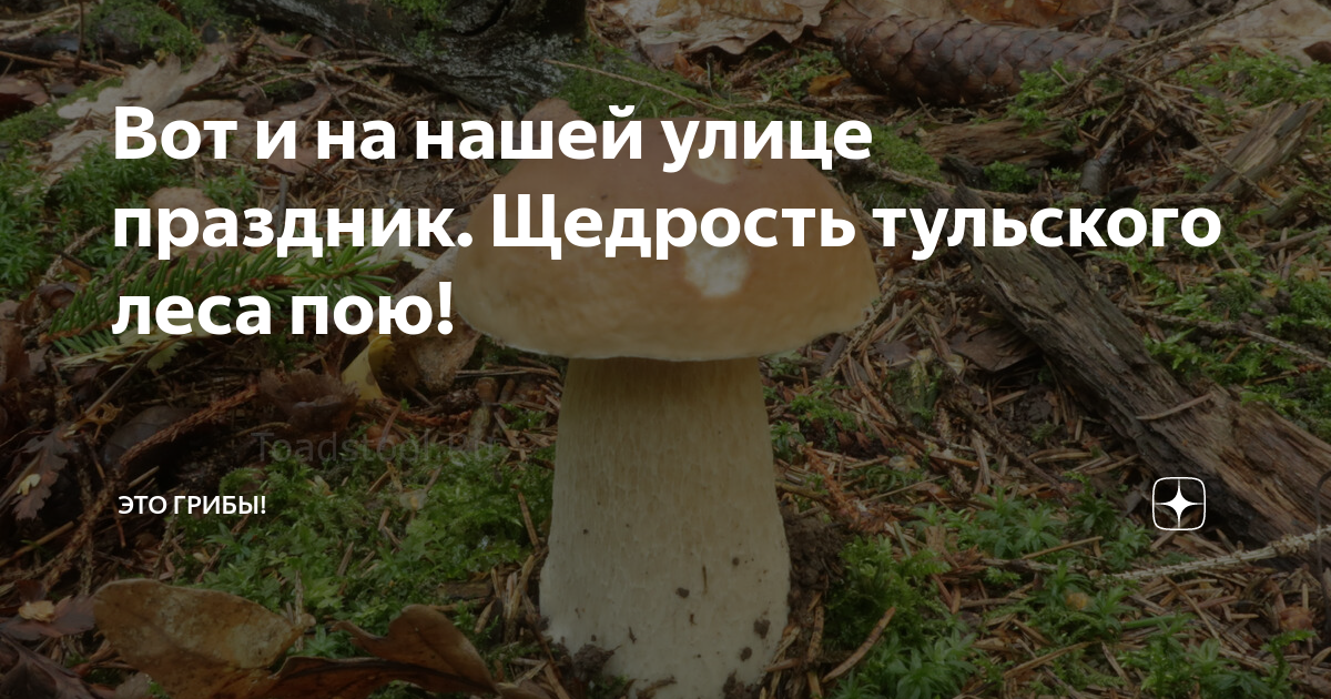 Вот и на нашей улице праздник. Щедрость тульского леса пою! | Это грибы ...