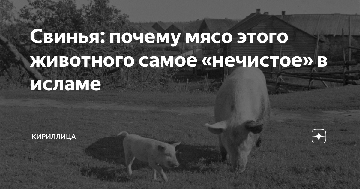 Потому что свинья. Почему свинья нечистое животное. Самое нечистое животное. Почему свинья считается нечистым животным. Нечистые животные в Исламе.