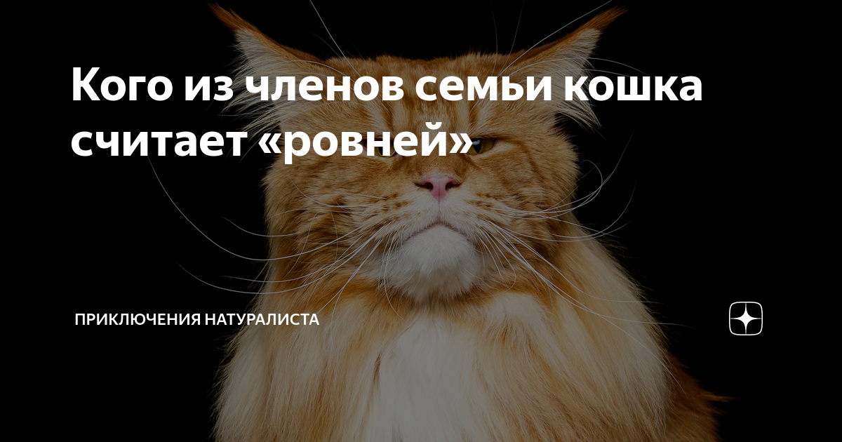 фамилия женщины кошки