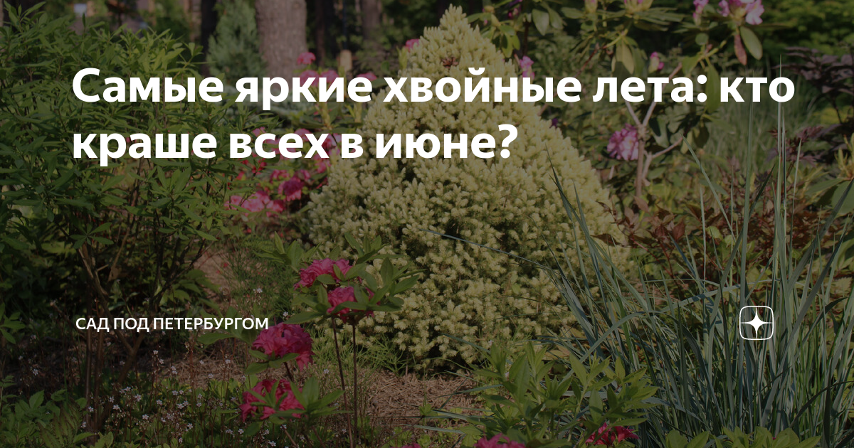 Самые яркие хвойные лета: кто краше всех в июне? | Сад под Петербургом ...